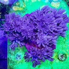 ウミアザミパクパクタイプ　の画像