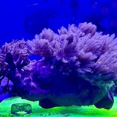 ウミアザミパクパクタイプ　の画像