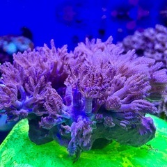 ウミアザミパクパクタイプ　の画像