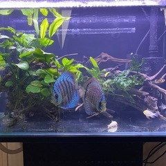 ディスカス　2匹