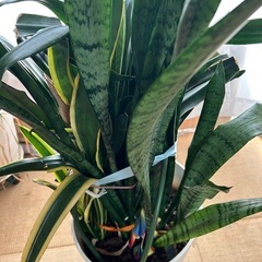 サンスベリアの画像