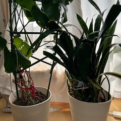 サンスベリアの画像