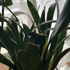 サンスベリアの画像