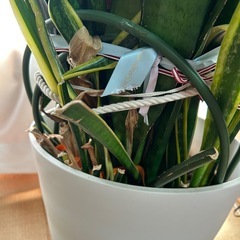 サンスベリアの画像