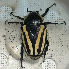 シロヘリミドリツノカナブン　ペアの画像