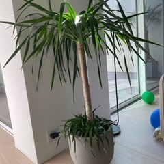 希少タイプ　ドラセナ　の画像