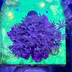 パクパクタイプのウミアザミの画像