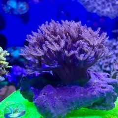 パクパクタイプのウミアザミの画像