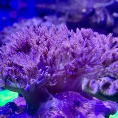 パクパクタイプのウミアザミの画像