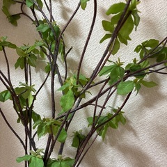 フェイク　ドウダンツツジの画像