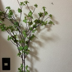 フェイク　ドウダンツツジの画像