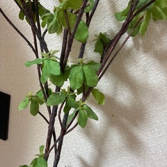 フェイク　ドウダンツツジの画像