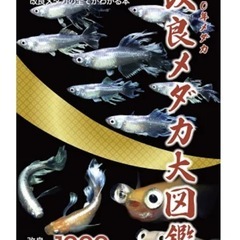 メダカ　本の画像