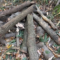 クヌギ🪵の画像