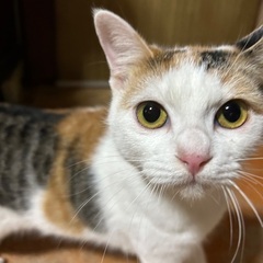 愛らしい顔立ちの小柄な三毛女🩷