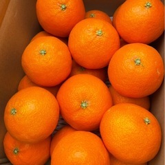 愛果28号(紅まどんな)5kgの画像