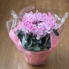 シクラメンの画像