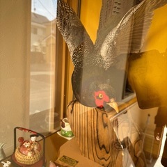 鷹の剥製の画像