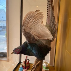 鷹の剥製の画像