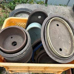引き取り限定　植木鉢たちの画像