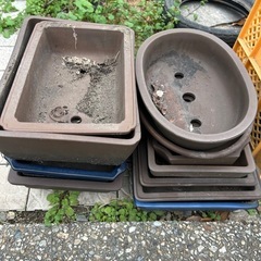 引き取り限定　植木鉢たちの画像