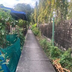 【オンライン全10回（隔週日曜）】タイ語初級集中講座の画像