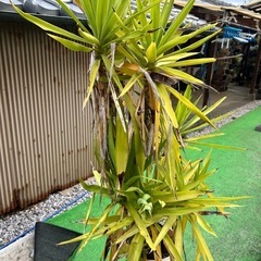 譲ります☆観葉植物の画像