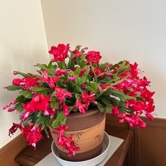 シャコバサボテンの画像