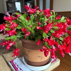 シャコバサボテンの画像