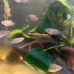 ブラックパラダイスフィッシュなど熱帯魚の画像