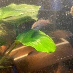 ブラックパラダイスフィッシュなど熱帯魚の画像