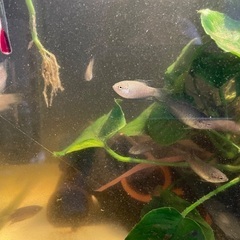 ブラックパラダイスフィッシュなど熱帯魚の画像