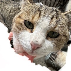 ２歳くらいの白キジ😺クールな男の子😼優しい