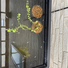 メダカ幹之の画像