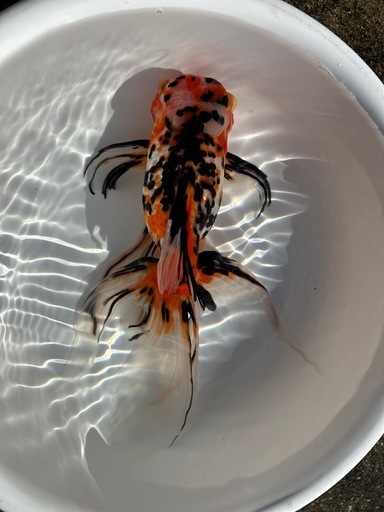 金魚、東錦　27センチ
