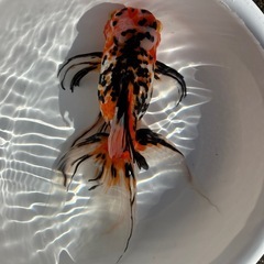 金魚、東錦　27センチの画像