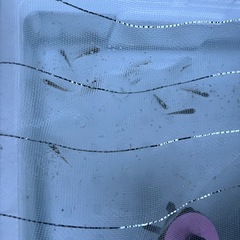 MIXメダカ：大きさ「中」1匹3円〜の画像