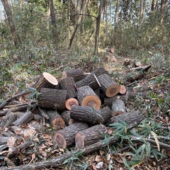 クヌギ玉切り40cm🪵の画像