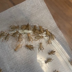 【生き餌】イエコ 1〜2cmサイズ【ヤモリ、レオパ、トカゲ】の画像