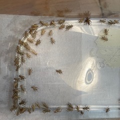 【生き餌】イエコ 1〜2cmサイズ【ヤモリ、レオパ、トカゲ】の画像