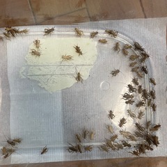 【生き餌】イエコ 1〜2cmサイズ【ヤモリ、レオパ、トカゲ】の画像