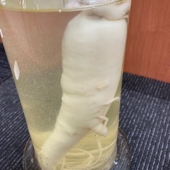 朝鮮人参ホルマリン漬けの画像