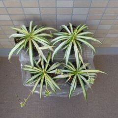 オリヅルラン プラスチック鉢 2025.12.13の画像