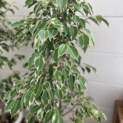 ベンジャミン　大　1点3000円　観葉植物　の画像