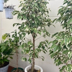 ベンジャミン　大　1点3000円　観葉植物　の画像