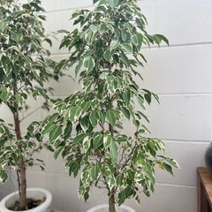 ベンジャミン　大　1点3000円　観葉植物　の画像