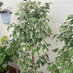 ベンジャミン　大　1点3000円　観葉植物　の画像