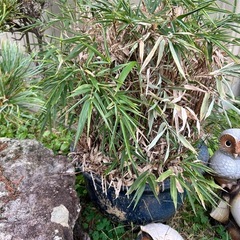 庭置物、石、植物まとめての画像