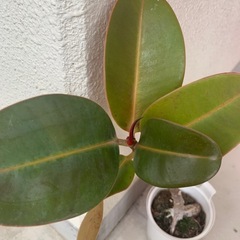 ゴムの木　小の画像