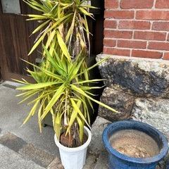 譲りますの画像